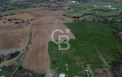 Çanakkale Ezine Yahyaçavus Köyü Satılık Tarla !