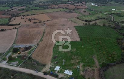 Çanakkale Ezine Yahyaçavus Köyü Satılık Tarla !