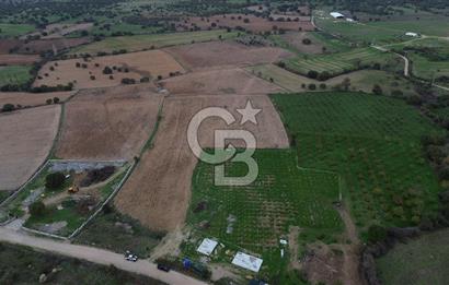Çanakkale Ezine Yahyaçavus Köyü Satılık Tarla !