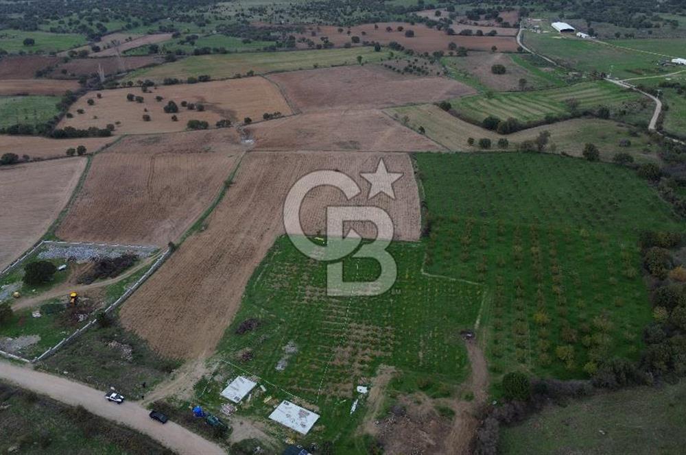 Çanakkale Ezine Yahyaçavus Köyü Satılık Tarla !