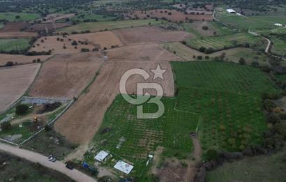 Çanakkale Ezine Yahyaçavus Köyü Satılık Tarla !