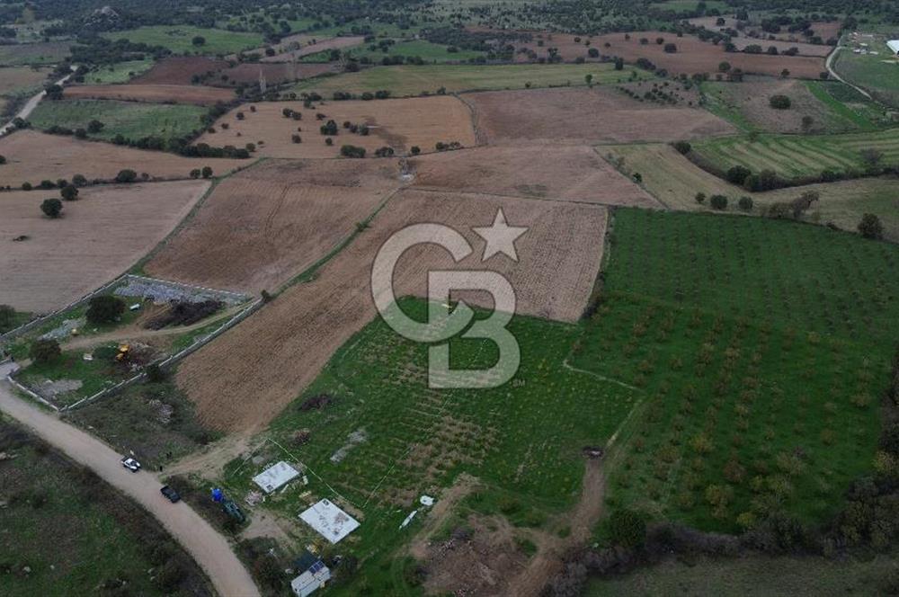 Çanakkale Ezine Yahyaçavus Köyü Satılık Tarla !