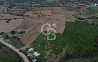 Çanakkale Ezine Yahyaçavus Köyü Satılık Tarla !