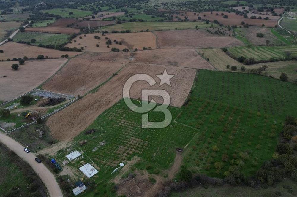 Çanakkale Ezine Yahyaçavus Köyü Satılık Tarla !