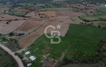 Çanakkale Ezine Yahyaçavus Köyü Satılık Tarla !