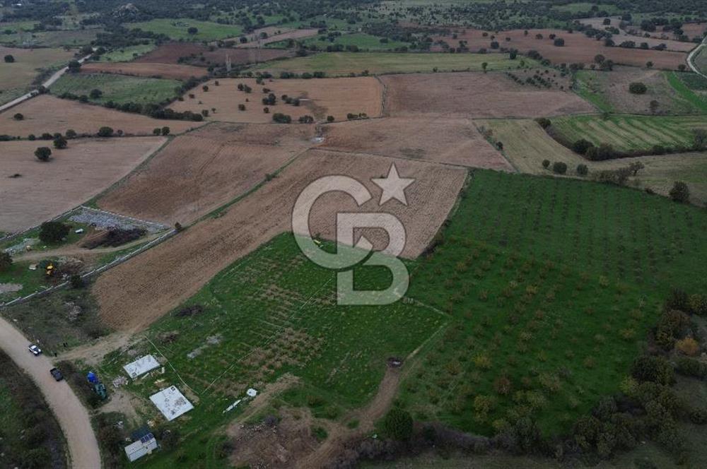 Çanakkale Ezine Yahyaçavus Köyü Satılık Tarla !