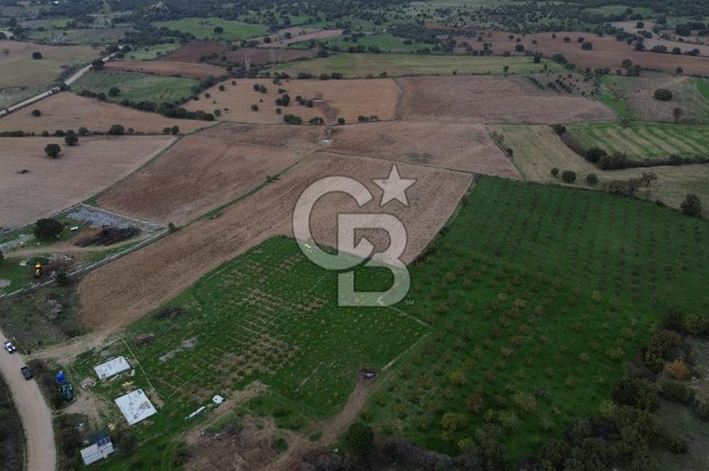 Çanakkale Ezine Yahyaçavus Köyü Satılık Tarla !