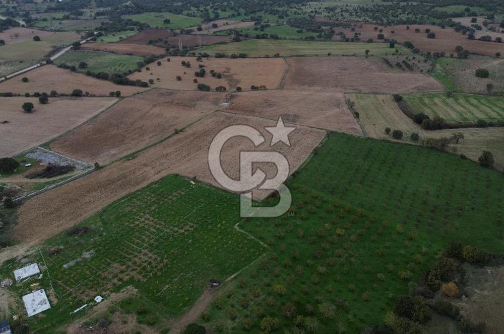 Çanakkale Ezine Yahyaçavus Köyü Satılık Tarla !