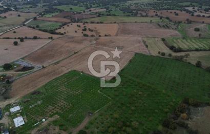 Çanakkale Ezine Yahyaçavus Köyü Satılık Tarla !