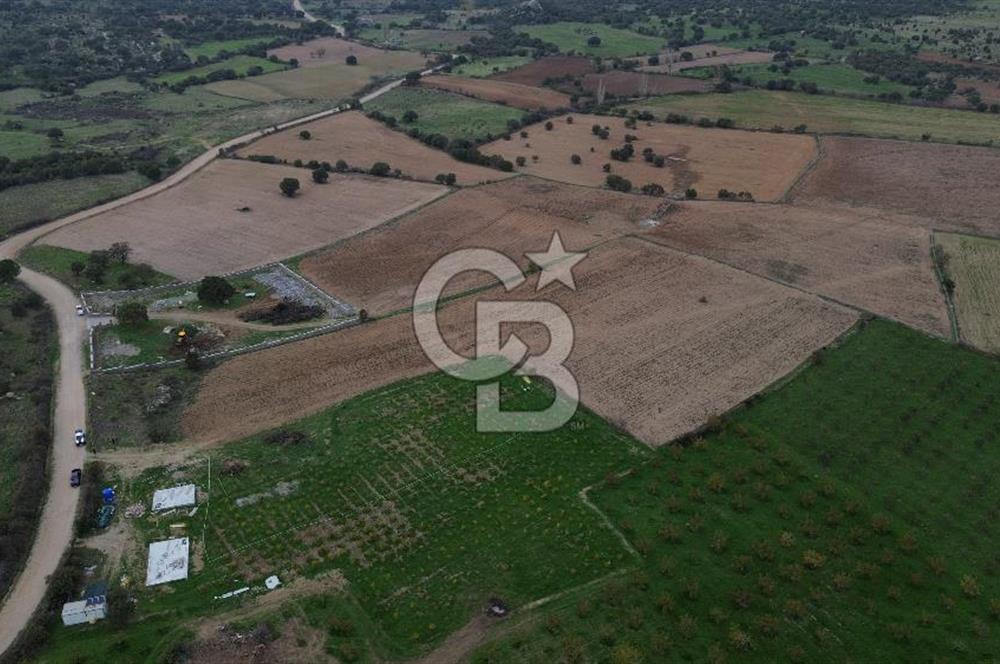 Çanakkale Ezine Yahyaçavus Köyü Satılık Tarla !