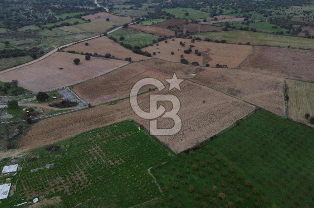 Çanakkale Ezine Yahyaçavus Köyü Satılık Tarla !