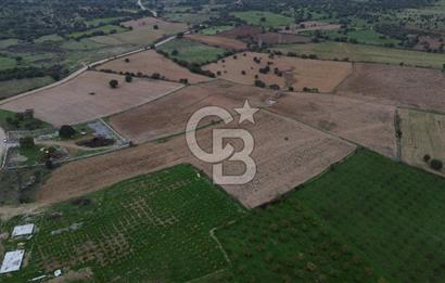 Çanakkale Ezine Yahyaçavus Köyü Satılık Tarla !