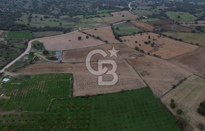 Çanakkale Ezine Yahyaçavus Köyü Satılık Tarla !