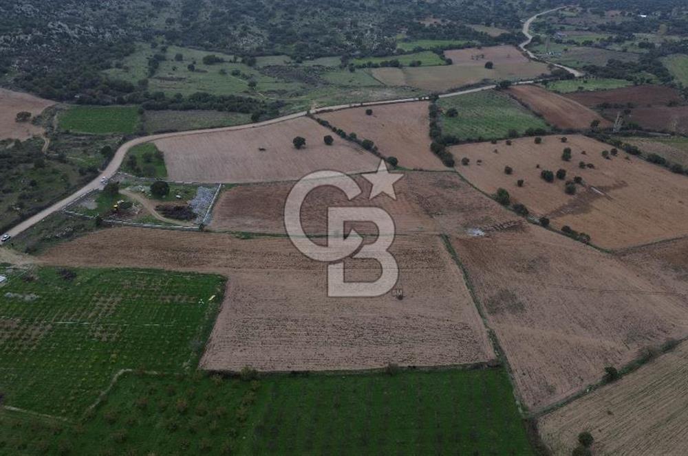 Çanakkale Ezine Yahyaçavus Köyü Satılık Tarla !