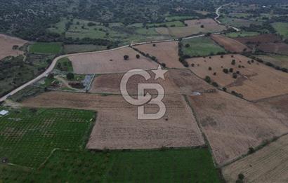 Çanakkale Ezine Yahyaçavus Köyü Satılık Tarla !