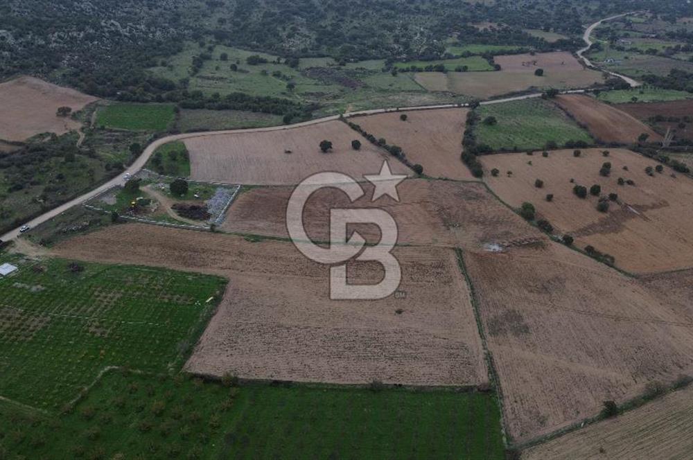 Çanakkale Ezine Yahyaçavus Köyü Satılık Tarla !