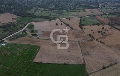 Çanakkale Ezine Yahyaçavus Köyü Satılık Tarla !