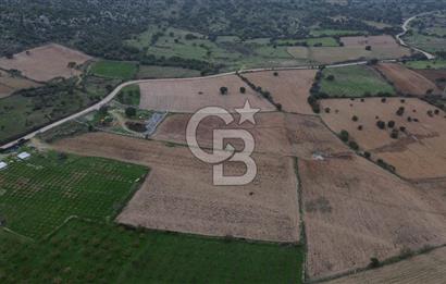 Çanakkale Ezine Yahyaçavus Köyü Satılık Tarla !