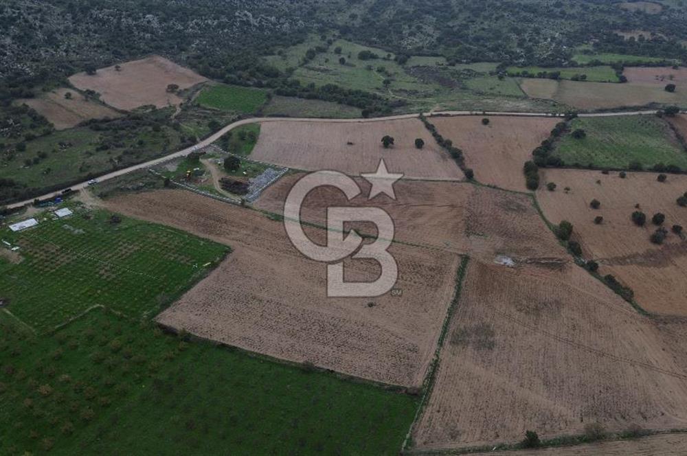 Çanakkale Ezine Yahyaçavus Köyü Satılık Tarla !