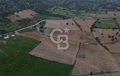 Çanakkale Ezine Yahyaçavus Köyü Satılık Tarla !