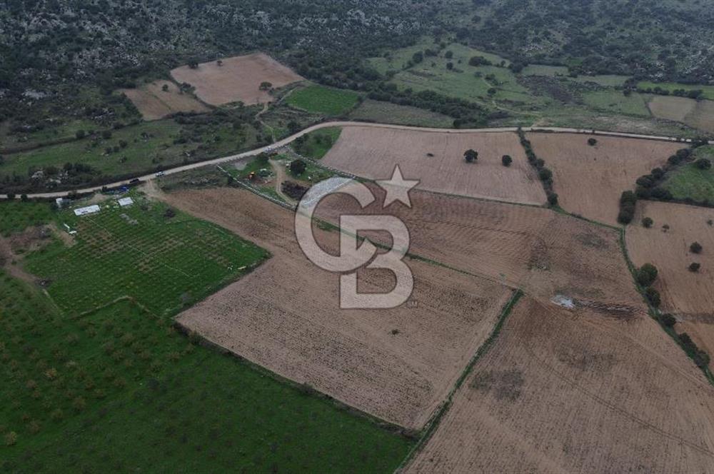 Çanakkale Ezine Yahyaçavus Köyü Satılık Tarla !