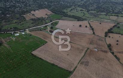 Çanakkale Ezine Yahyaçavus Köyü Satılık Tarla !