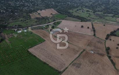 Çanakkale Ezine Yahyaçavus Köyü Satılık Tarla !