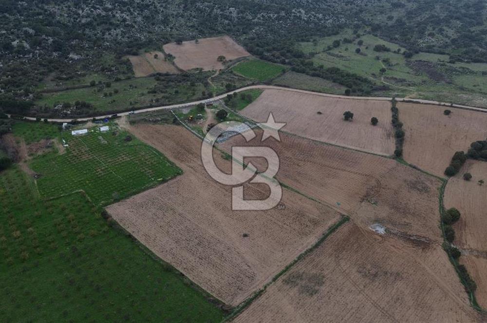 Çanakkale Ezine Yahyaçavus Köyü Satılık Tarla !