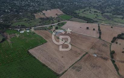 Çanakkale Ezine Yahyaçavus Köyü Satılık Tarla !