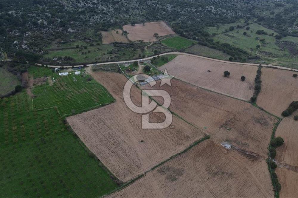 Çanakkale Ezine Yahyaçavus Köyü Satılık Tarla !