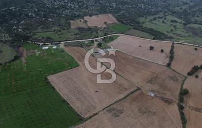 Çanakkale Ezine Yahyaçavus Köyü Satılık Tarla !