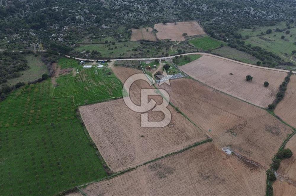 Çanakkale Ezine Yahyaçavus Köyü Satılık Tarla !