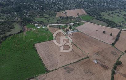 Çanakkale Ezine Yahyaçavus Köyü Satılık Tarla !