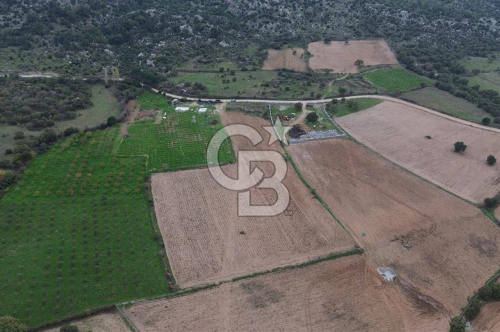 Çanakkale Ezine Yahyaçavus Köyü Satılık Tarla !