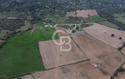 Çanakkale Ezine Yahyaçavus Köyü Satılık Tarla !