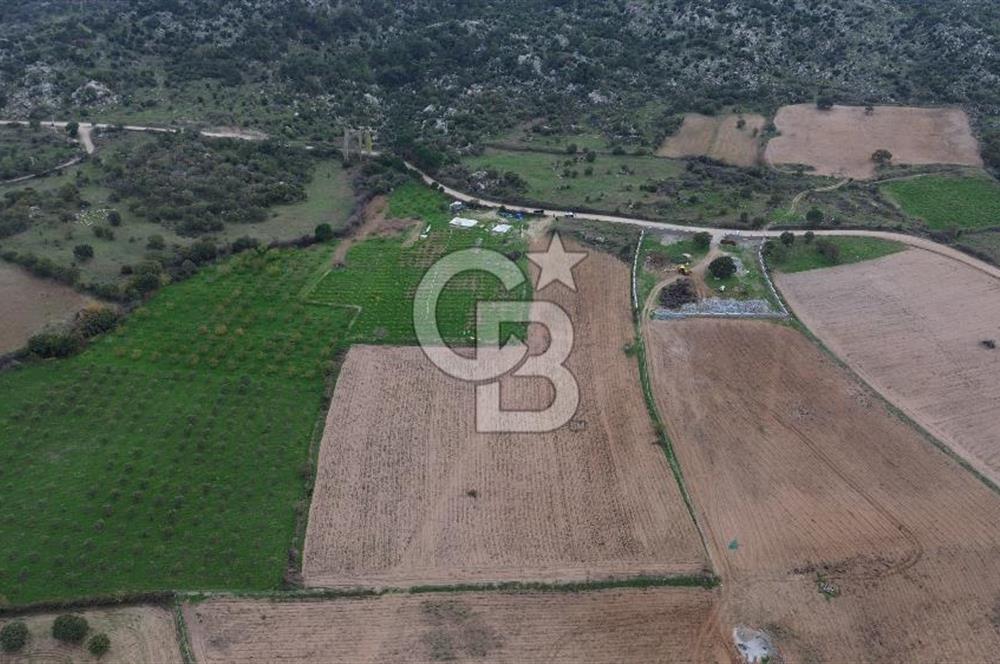 Çanakkale Ezine Yahyaçavus Köyü Satılık Tarla !