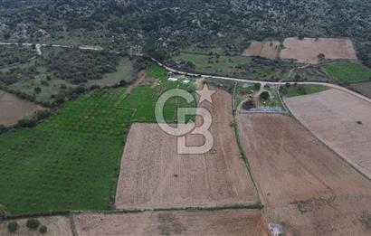 Çanakkale Ezine Yahyaçavus Köyü Satılık Tarla !