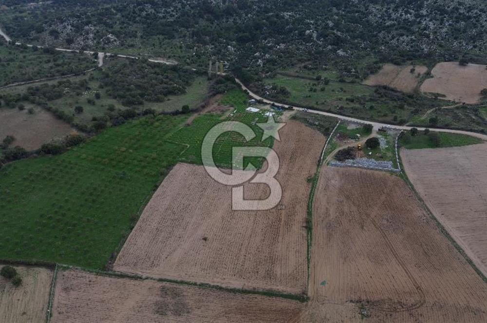 Çanakkale Ezine Yahyaçavus Köyü Satılık Tarla !