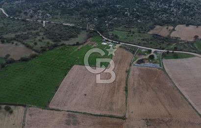 Çanakkale Ezine Yahyaçavus Köyü Satılık Tarla !