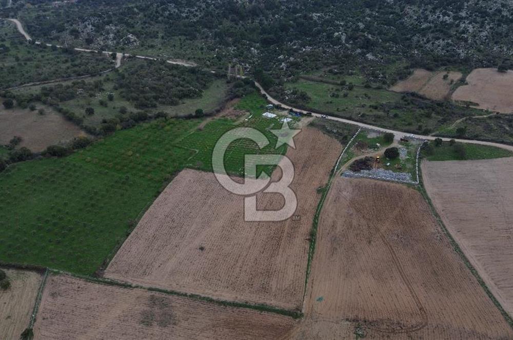 Çanakkale Ezine Yahyaçavus Köyü Satılık Tarla !