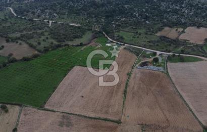 Çanakkale Ezine Yahyaçavus Köyü Satılık Tarla !