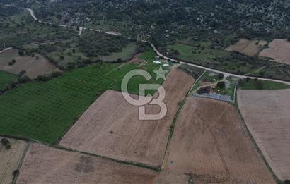 Çanakkale Ezine Yahyaçavus Köyü Satılık Tarla !