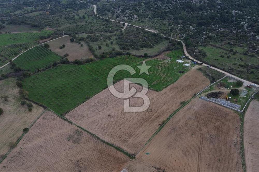 Çanakkale Ezine Yahyaçavus Köyü Satılık Tarla !