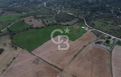 Çanakkale Ezine Yahyaçavus Köyü Satılık Tarla !