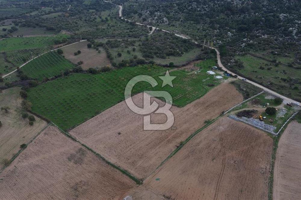 Çanakkale Ezine Yahyaçavus Köyü Satılık Tarla !