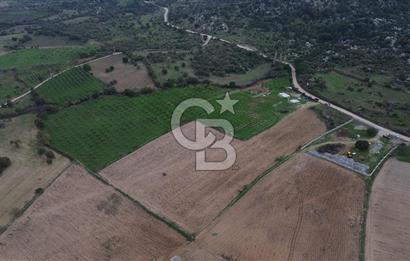 Çanakkale Ezine Yahyaçavus Köyü Satılık Tarla !