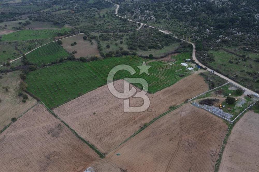 Çanakkale Ezine Yahyaçavus Köyü Satılık Tarla !