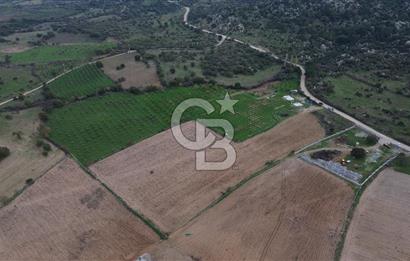 Çanakkale Ezine Yahyaçavus Köyü Satılık Tarla !