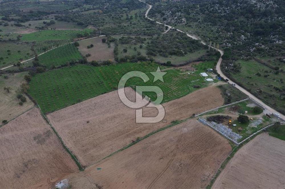 Çanakkale Ezine Yahyaçavus Köyü Satılık Tarla !