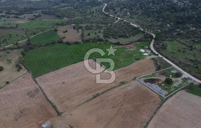 Çanakkale Ezine Yahyaçavus Köyü Satılık Tarla !